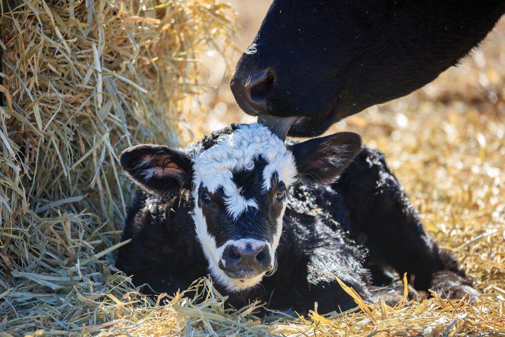 How To Give a Calf Electrolytes, The Dehydration Lifeline Drovers